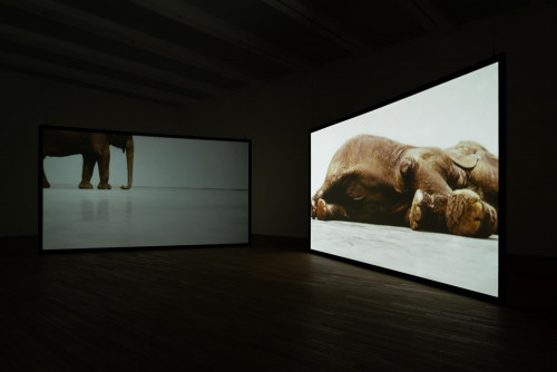 Douglas Gordon，《實時裝死》，2003年。